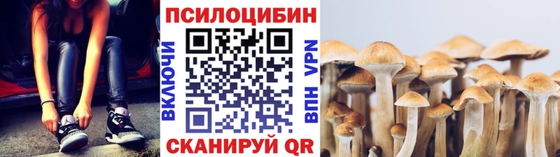 Псилоцибиновые грибы Psilocybe  купить  цена  Каргат 